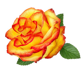 Fresh beautiful rose with dewdrops isolated on white background with clipping path