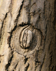 Baum Rinde Einschluss Kreisförmig