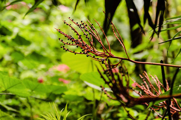 Typical flower from tropical Brazilian florest and fauna cultivated in a particular garden