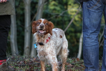 Brittany Spaniel in Wooded Park