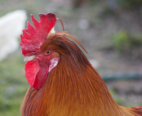 Alter Hahn mit rotem Kamm und braunem Federkleid