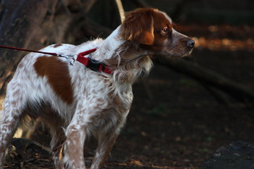 Brittany Spaniel in Wooded Park