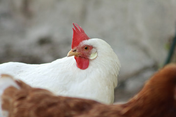Weißes Huhn im Hintergrund neugierig Blick
