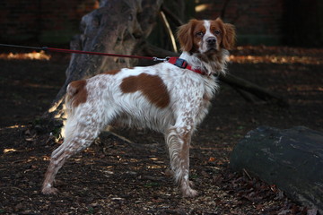 Brittany Spaniel in Wooded Park