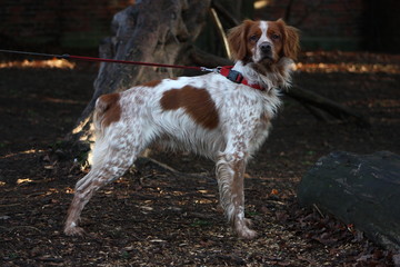 Brittany Spaniel in Wooded Park