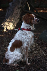 Brittany Spaniel in Wooded Park