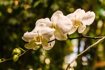 orchidea Typical flower from tropical Brazilian florest and fauna cultivated in a particular garden