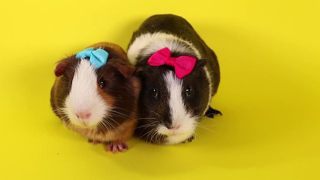 Guinea pig cavy cute pet guinea pigs