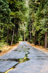 Fototapeta na wymiar Winding road on a rainy day in Yosemite National Park, California