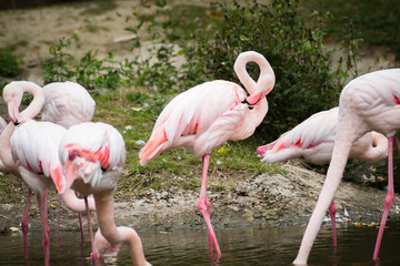 Flamingo beim putzen