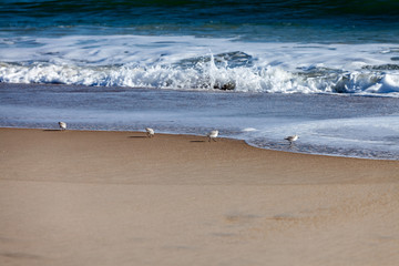 Sanderling playing in the waves