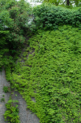 Fototapeta na wymiar Overgrown castle wall