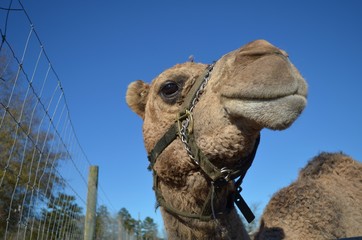 camel in a harness at a petting zoo