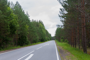 Empty asphalt road through green forest, trees, pines