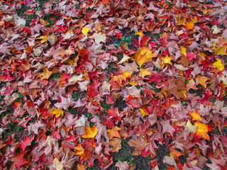 Hojas de maple en otoño