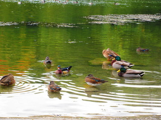 Patos de carolina y ánade azulón