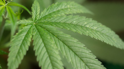 Cannabis Leaf Marijuana Weed