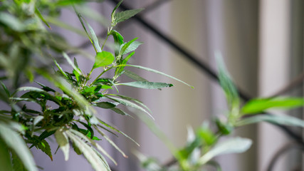 Cannabis Revegetative Plant Weed Marijuana