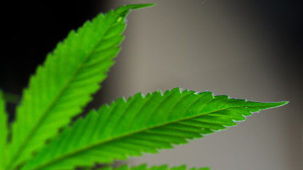 Cannabis Leaf Marijuana Weed