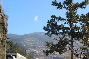 tree on top of mountain