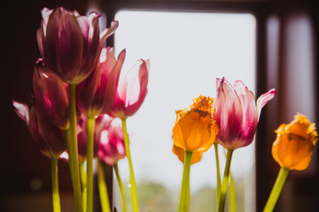 Beautiful purple and yellow tulips near the window. Out of focus concept