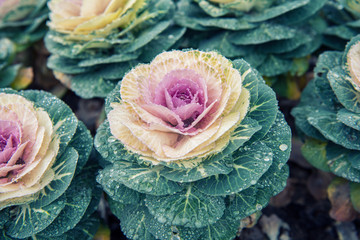 Kale blossoms in flower beds