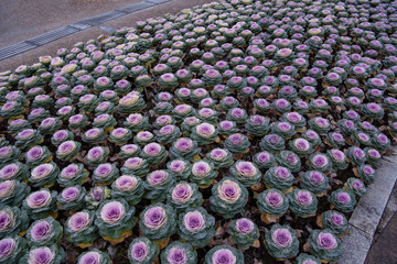 Kale blossoms in flower beds