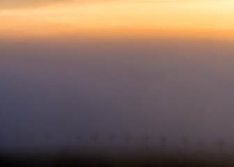The small trees are in the fog and the sun is rising