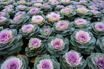 Kale blossoms in flower beds