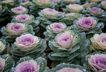 Kale blossoms in flower beds