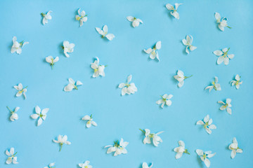 Creative pattern of white spring flower on blue. Spring concept.