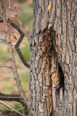 A bee hive insight a tree in a south african national park