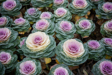 Kale blossoms in flower beds