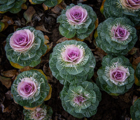 Kale blossoms in flower beds