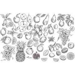 Fototapeta premium Set Garden Fruits Hand Drawn Black and White