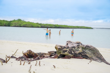 Tourists enjoying the time in at beautiful sandy beach of Tortuga Bay in Santa Cruz, Galapagos Islands