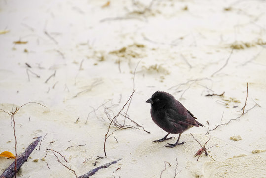Galapagos Finch Geospiza fortis male perched on a white sand in Santa Cruz, Galapagos Islands