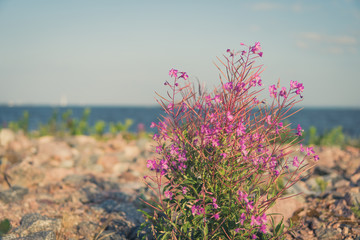 Pink wild flowers on the seashore