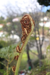 fern in forest