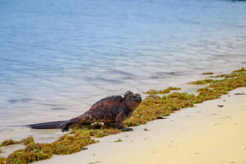 Outdoor view of marine iguana on Tortuga bay beach at Galapagos island