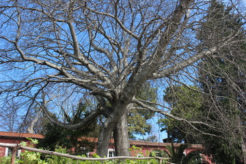 tree in the park
