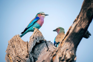 Gabelracken Pärchen, Savuti Camp, Chobe National Park, Botswana