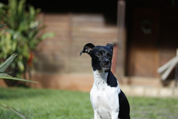 black dog on the ranch