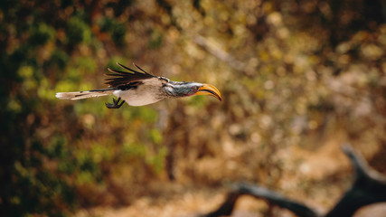 Südlicher gelbschnabeltoko im Flug, Chobe Nationalpark, Botswana