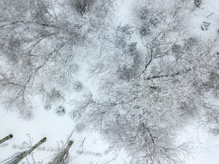 snowy trees in cold winter season top view b