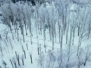 Obraz premium aerial top view of winter snowy forest