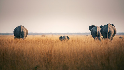 Elefanten mit Jungtier in der Savanne, Chobe Nationalpark, Botswana
