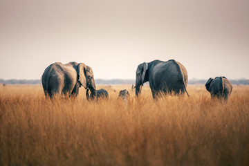 Elefanten mit Jungtieren in der Savanne, Chobe Nationalpark, Botswana