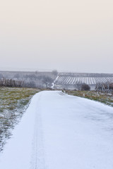 Path in snowy vineyard