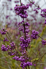 Grappe de baies violettes de Callicarpes dans un jardin du Nord de la France.